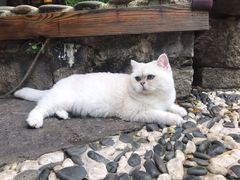 -喵屿·大理花园猫咖