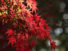 -西湖风景区-江洋畈生态公园