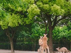 -上海野生动物园