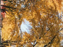 -三里屯东五街银杏大道