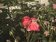 -石家庄市植物园