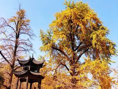 -千年银杏谷文化旅游区
