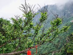 -梵净山旅游区