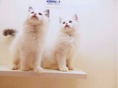 -十年猫舍·猫咪专门店(普陀店)
