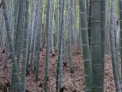 -上海佘山国家森林公园天马山园