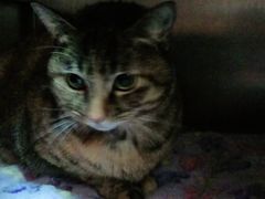 -暖阳宠物医院·犬猫康复中心·骨科
