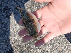 -北海金海湾红树林生态旅游区