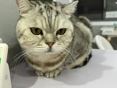 -喵的天空名猫咖啡馆·撸猫·猫舍·用品