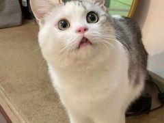 -喵zoo家庭繁育猫舍(尖东智能花园店)