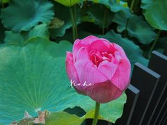 -陈家山荷花公园