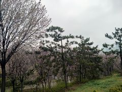 -西安青龙寺遗址景区