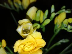 -金陵花卉交易市场