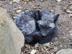 -宫城藏王狐狸村