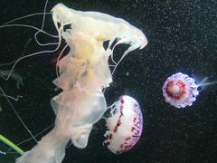 -成都浩海立方海洋公园