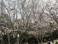 -武汉大学-樱园