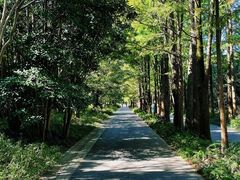 -上海滨江森林公园