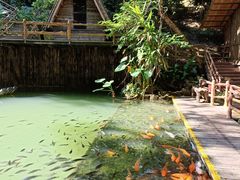 -海南槟榔谷黎苗文化旅游区