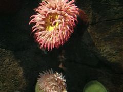 -瑞普利水族馆