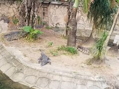 -深圳野生动物园