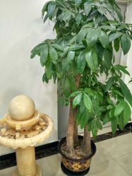 -赵大夫减肥
