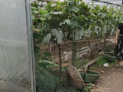 -马陆小张葡萄园农家乐