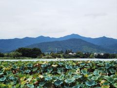 -长田漾湿地公园