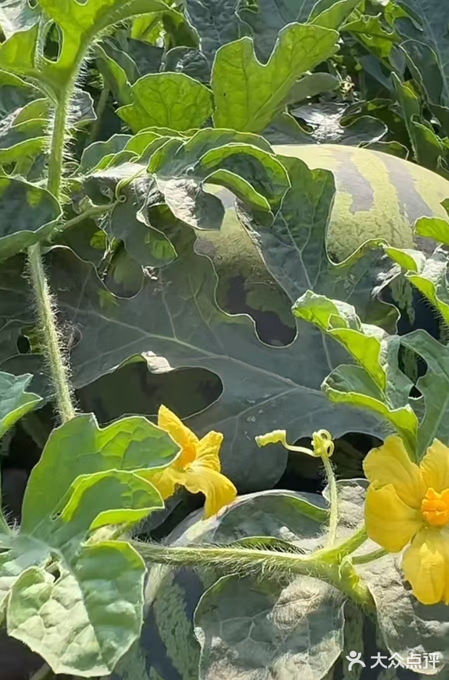 夏天是吃甜甜西瓜的季节