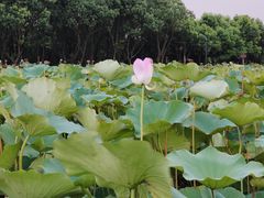 -梁鸿国家湿地公园