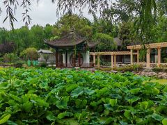 -莲湖公园