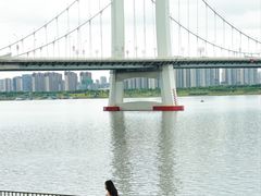 -九龙湖公园