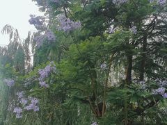 -成都市活水公园