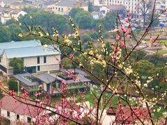 -杭州湾海上花田景区