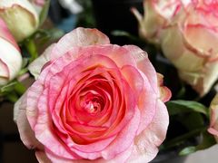 -循礼门鲜花花市(武汉循礼门店)