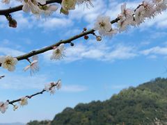 -广州市流溪河国家森林公园