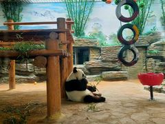 -西霞口神雕山野生动物世界