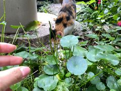 -谷咖啡·鲜花绿植花园餐厅