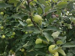 -意大利农场度假村