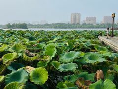 -济南大明湖景区