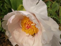 -济南国际园博园