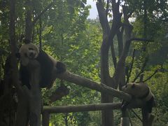 -都江堰中华大熊猫苑