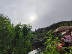 -桃源山庄·水蜜桃采摘·柴火鸡·烧烤团建(龙泉山店)