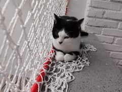 -喵屿·大理花园猫咖