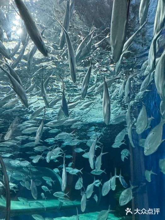 上海海洋水族馆图片