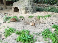 -上海野生动物园