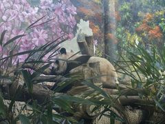 -都江堰中华大熊猫苑