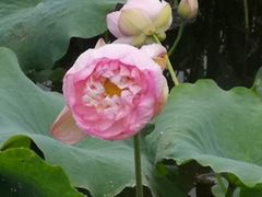 -荷塘月色湿地公园·向阳花洲