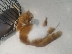 -飞行喵MR PILOT|猫舍·猫咖(静安大融城店)
