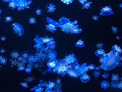 -成都浩海立方海洋公园