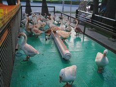 -大鹅岛绿色生态美食园