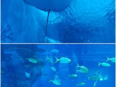 -上海海昌海洋公园